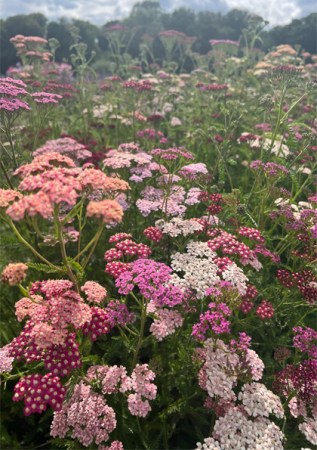 ALCHILLEA millefolium Summer Pastels 
